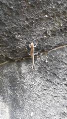 Copeoglossum nigropunctatum