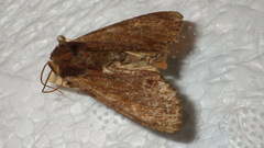 Apamea crenata
