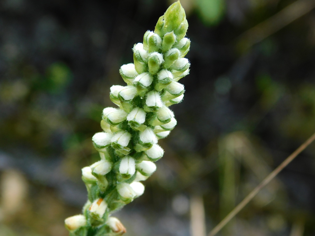 Gomphichis caucana