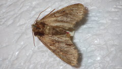 Apamea crenata