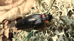 Physomeloe corallifer