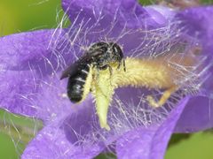 Chelostoma rapunculi