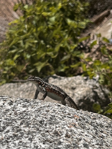 iNaturalist observation photo of Spiny Lizards