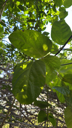 Mucuna gigantea observed 2025-04-23