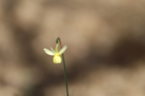 Image of Narcissus triandrus by (c) Fran Gonzalez, some rights reserved (CC BY)