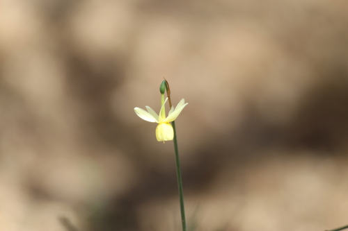 Image of Narcissus triandrus by (c) Fran Gonzalez, some rights reserved (CC BY)