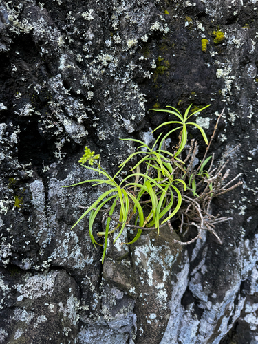 Schiedea globosa observed 2025-04-23