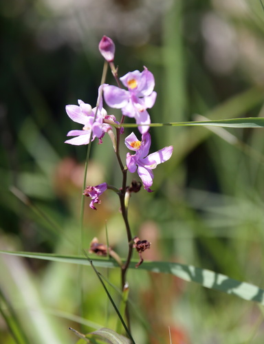 Many-flowered Grasspink (Calopogon multiflorus)