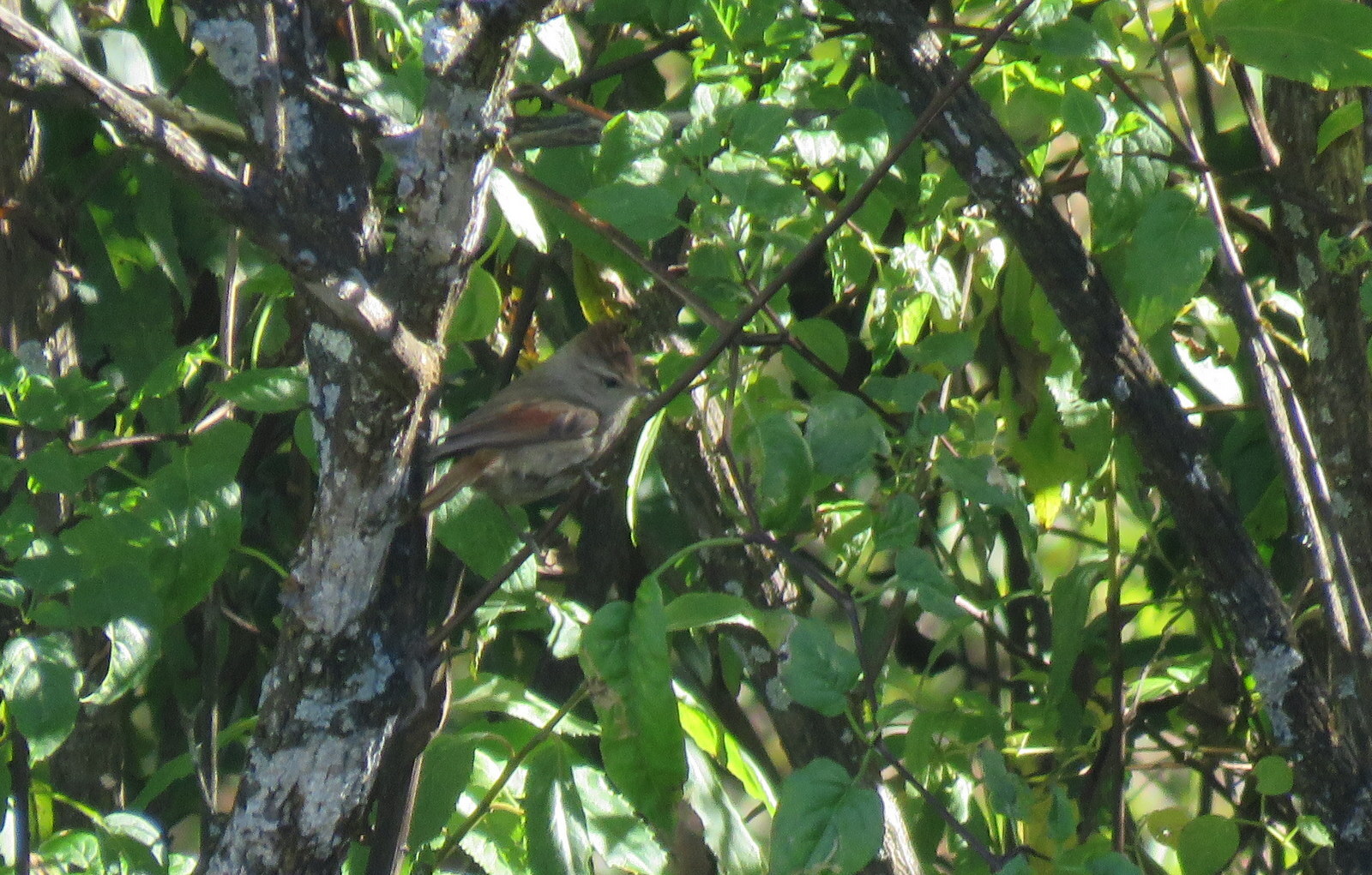 Brown-capped Tit-Spinetail (Leptasthenura fuliginiceps), photo 6