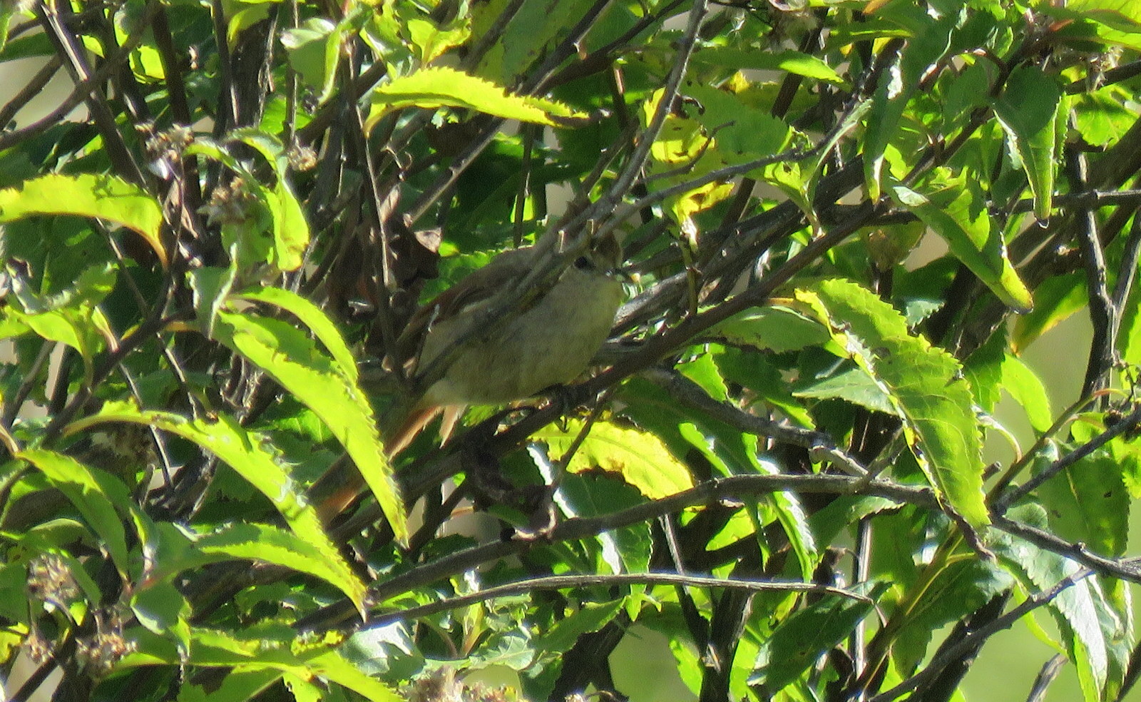Brown-capped Tit-Spinetail (Leptasthenura fuliginiceps), photo 7
