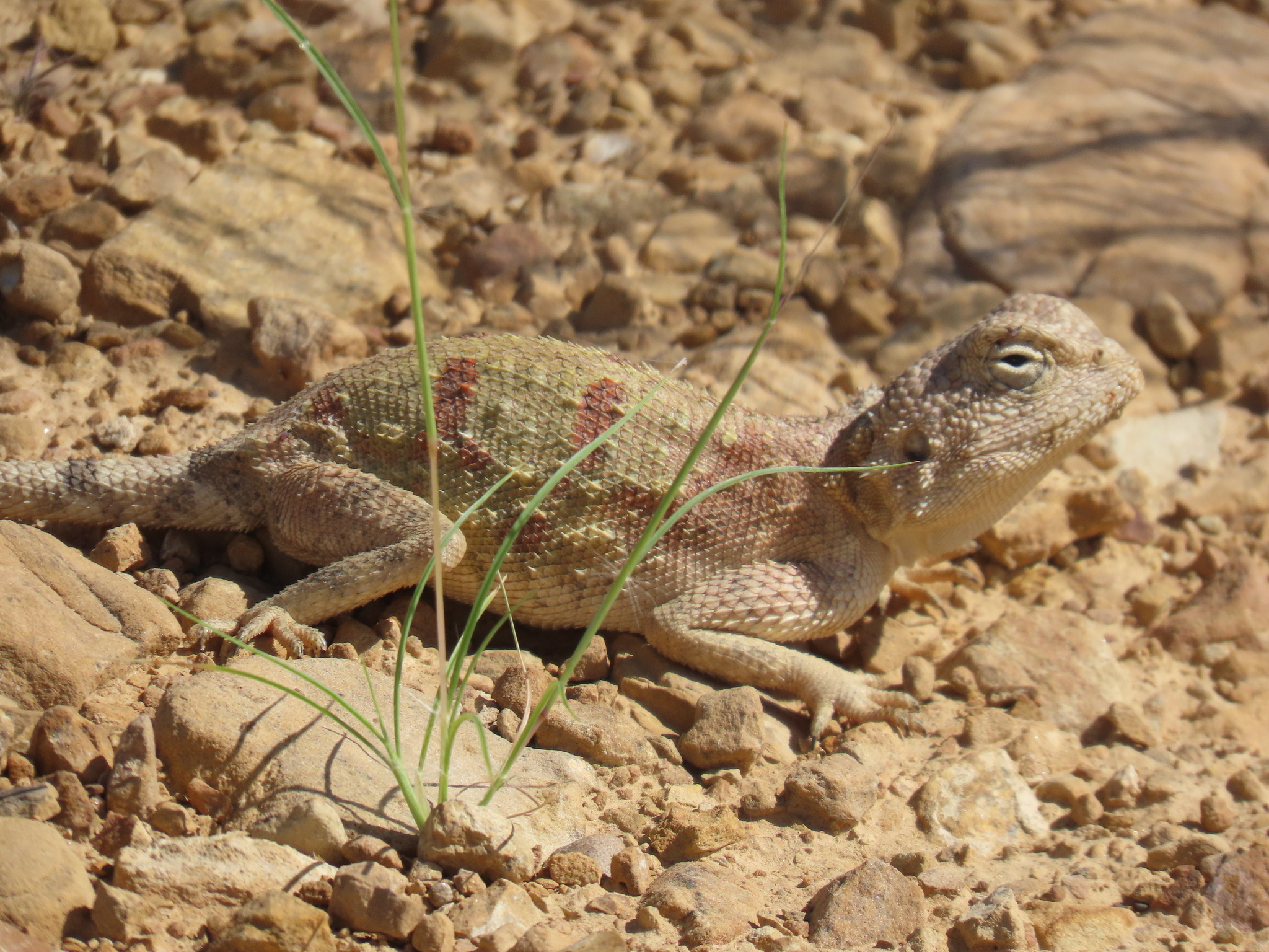 Agama anchietae Bocage, 1896