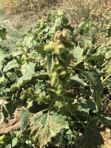 rough cocklebur