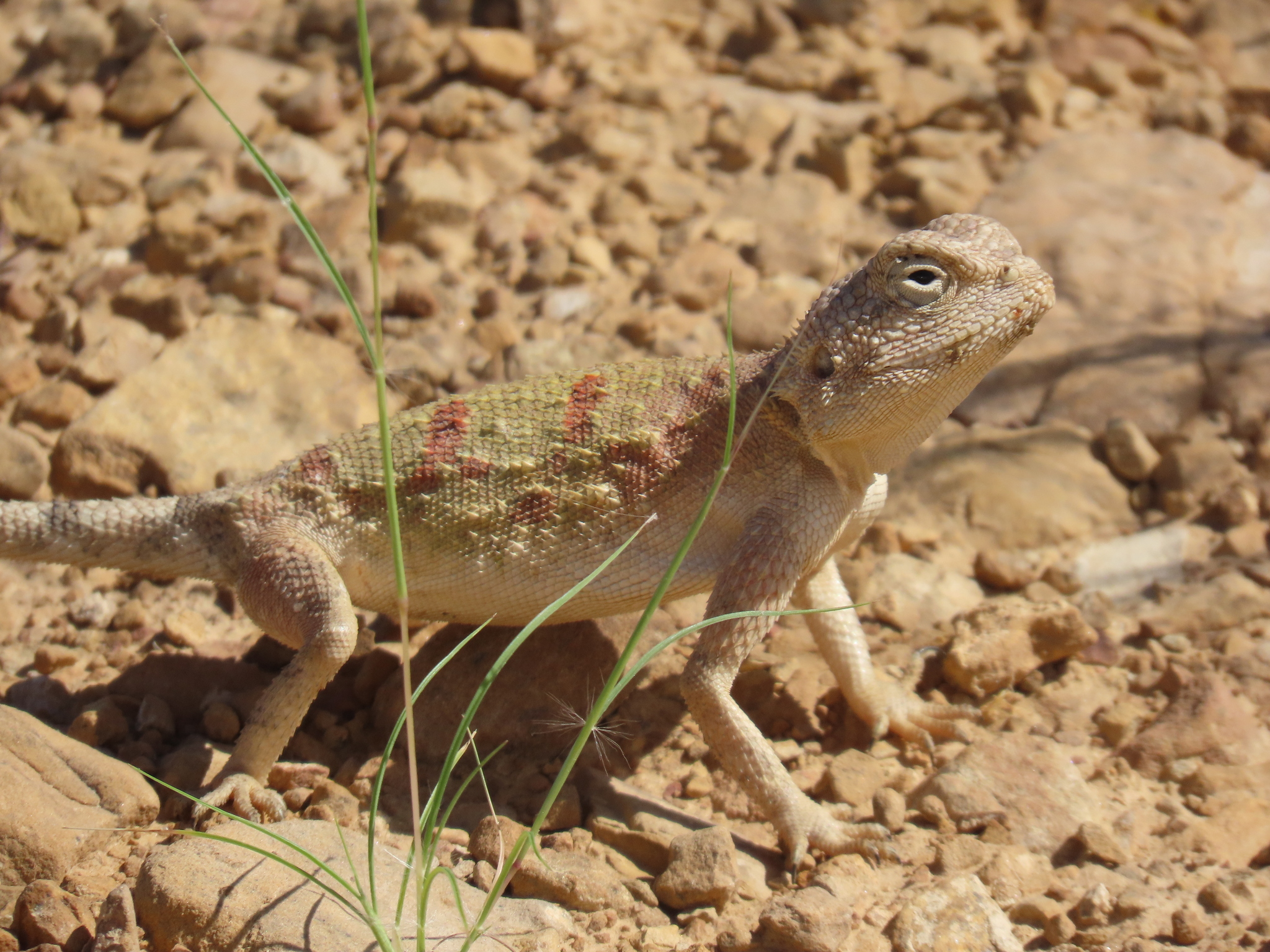 Agama anchietae Bocage, 1896