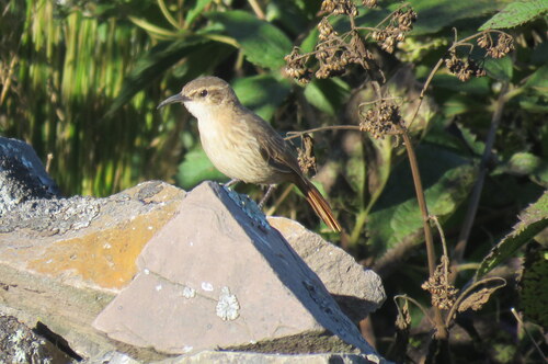 Rock Earthcreeper (Ochetorhynchus andaecola), photo 5