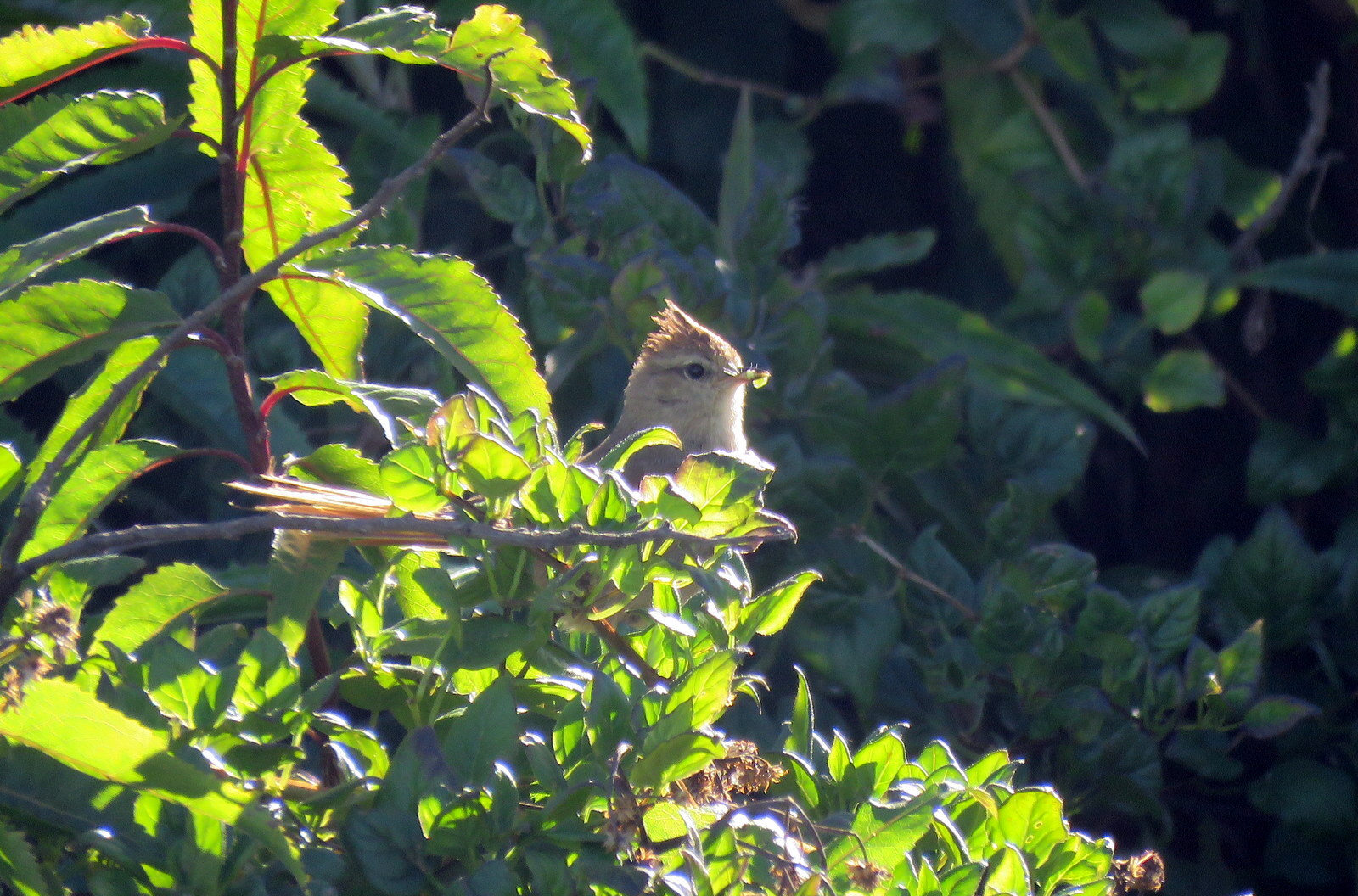 Brown-capped Tit-Spinetail (Leptasthenura fuliginiceps), photo 8