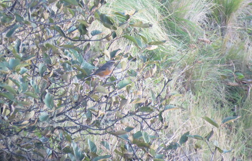 Rufous-bellied Mountain Tanager (Pseudosaltator rufiventris), photo 5