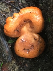 Lactarius croceus