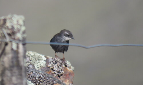 Zimmer's Tapaculo (Scytalopus zimmeri), photo 2