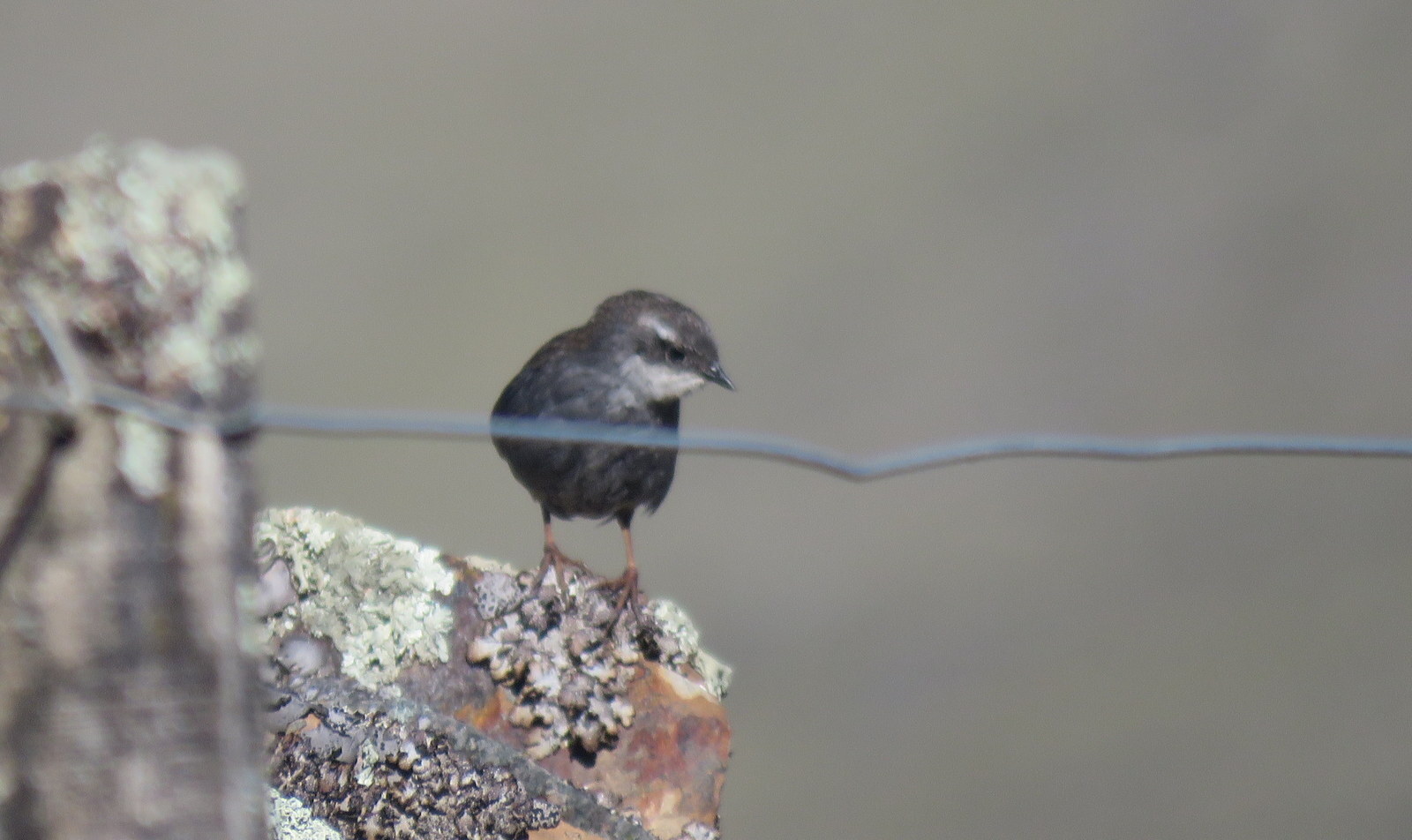Zimmer's Tapaculo (Scytalopus zimmeri), photo 2