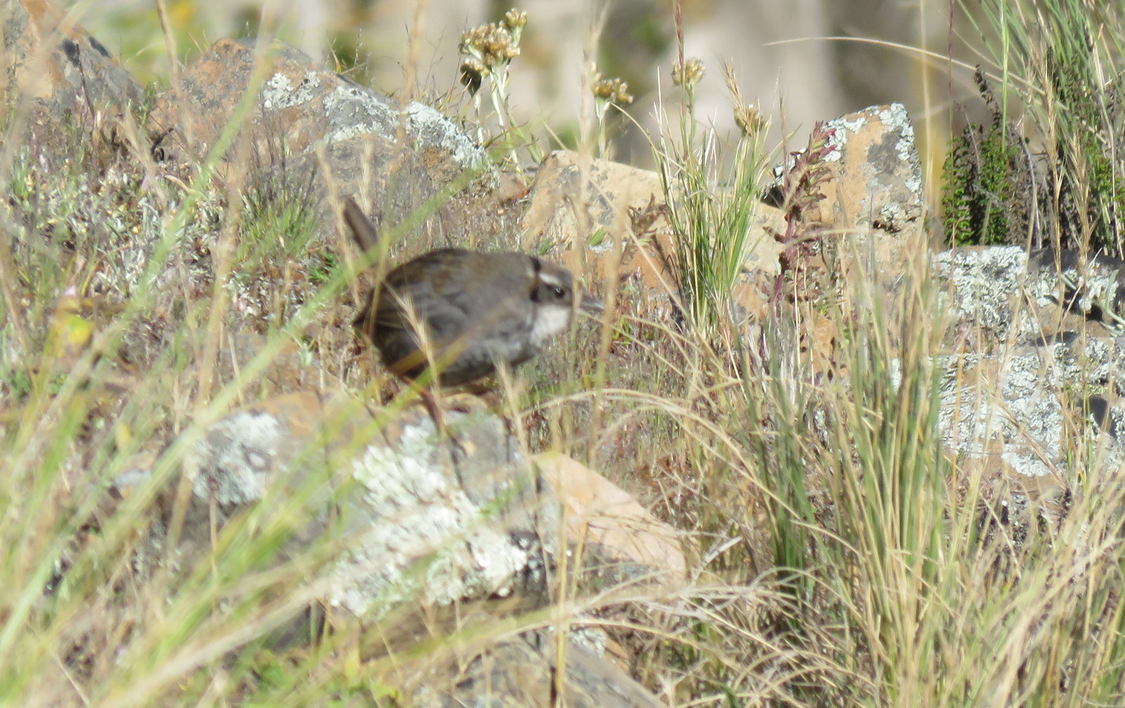 Zimmer's Tapaculo (Scytalopus zimmeri), photo 1