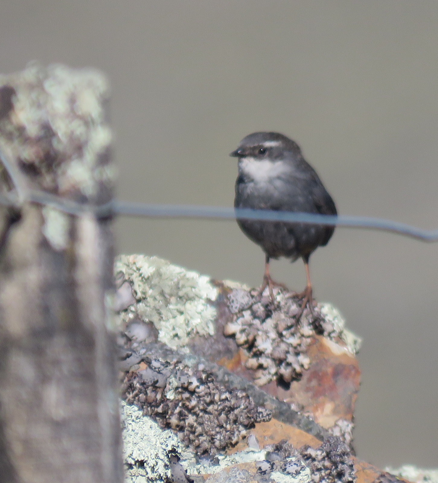 Zimmer's Tapaculo (Scytalopus zimmeri), photo 3