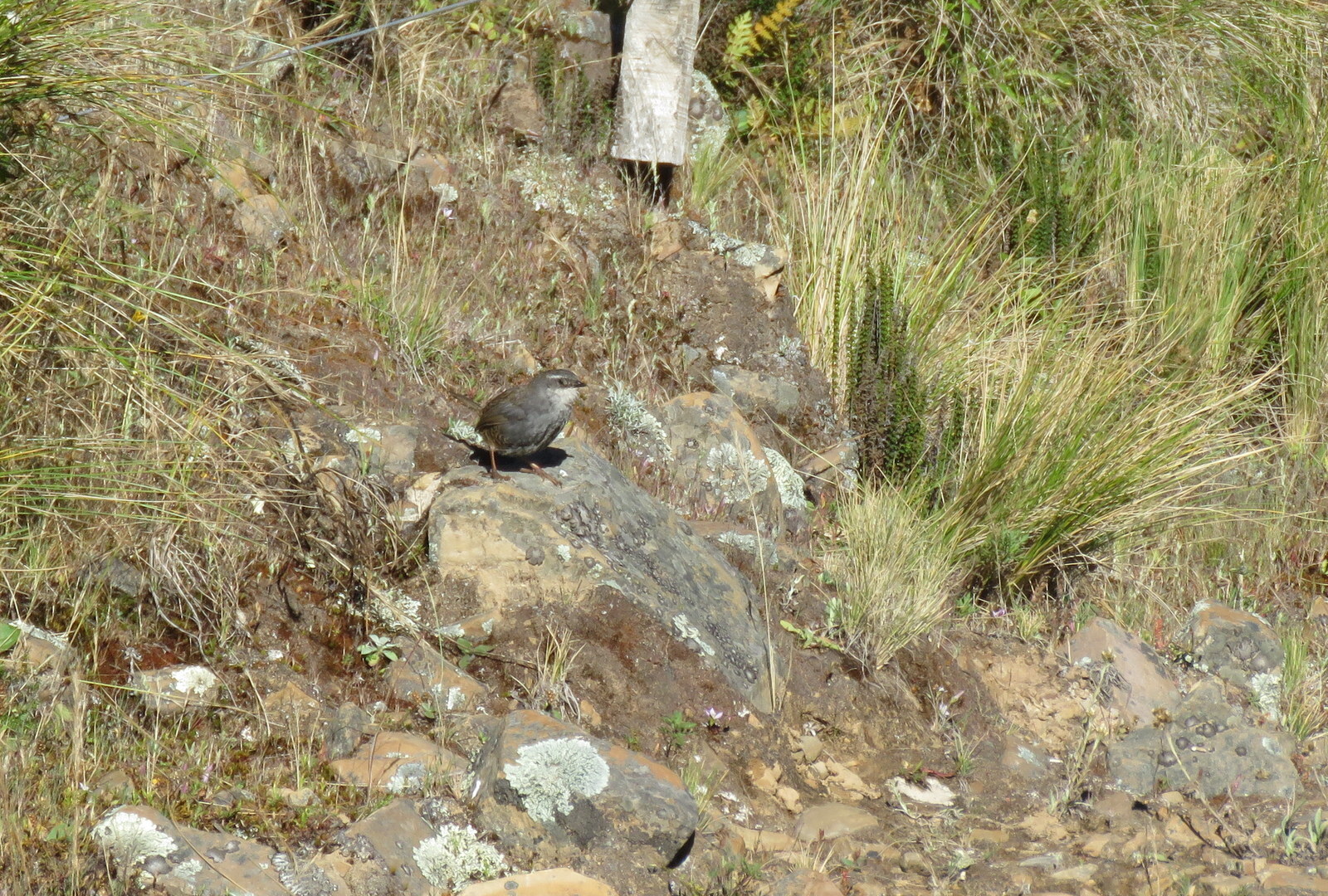 Zimmer's Tapaculo (Scytalopus zimmeri), photo 4