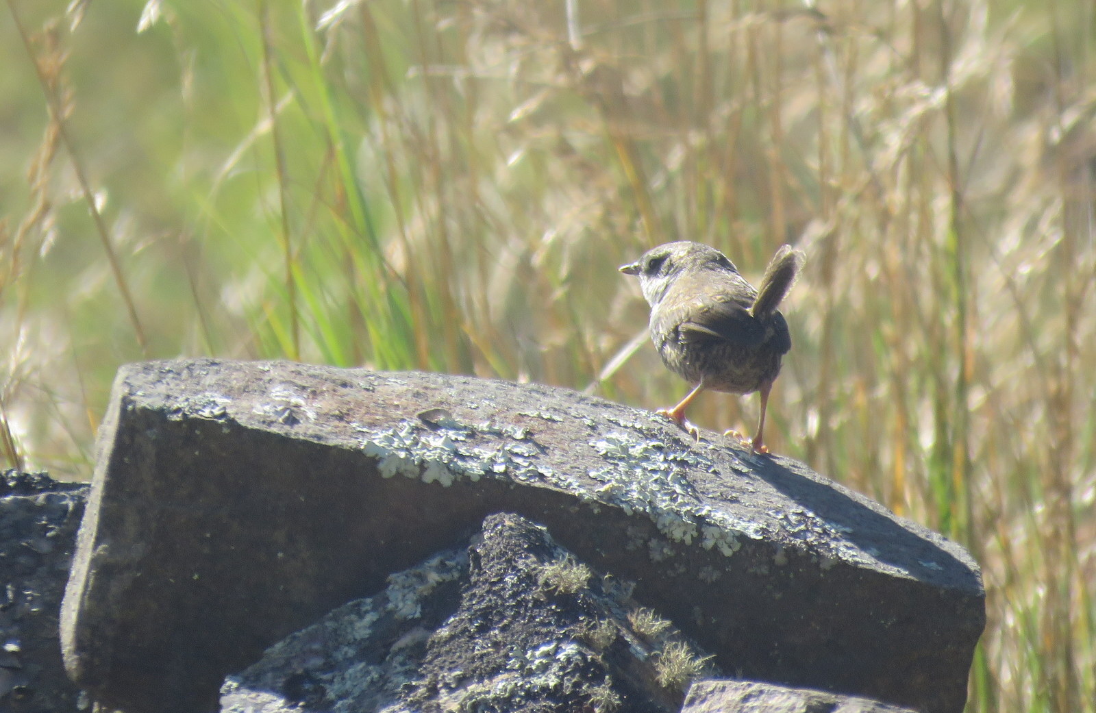 Zimmer's Tapaculo (Scytalopus zimmeri), photo 5