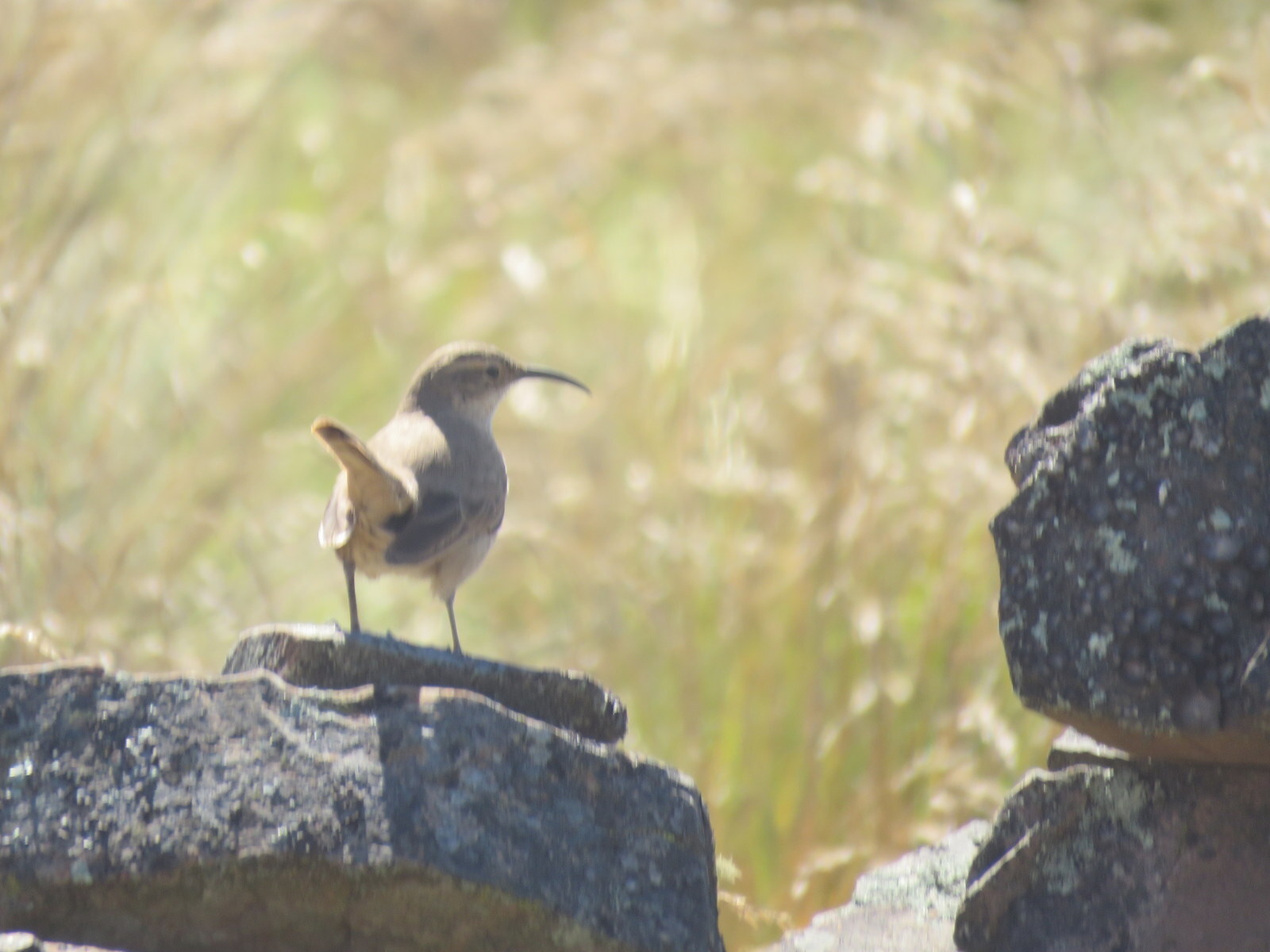 Buff-breasted Earthcreeper (Upucerthia validirostris), photo 6
