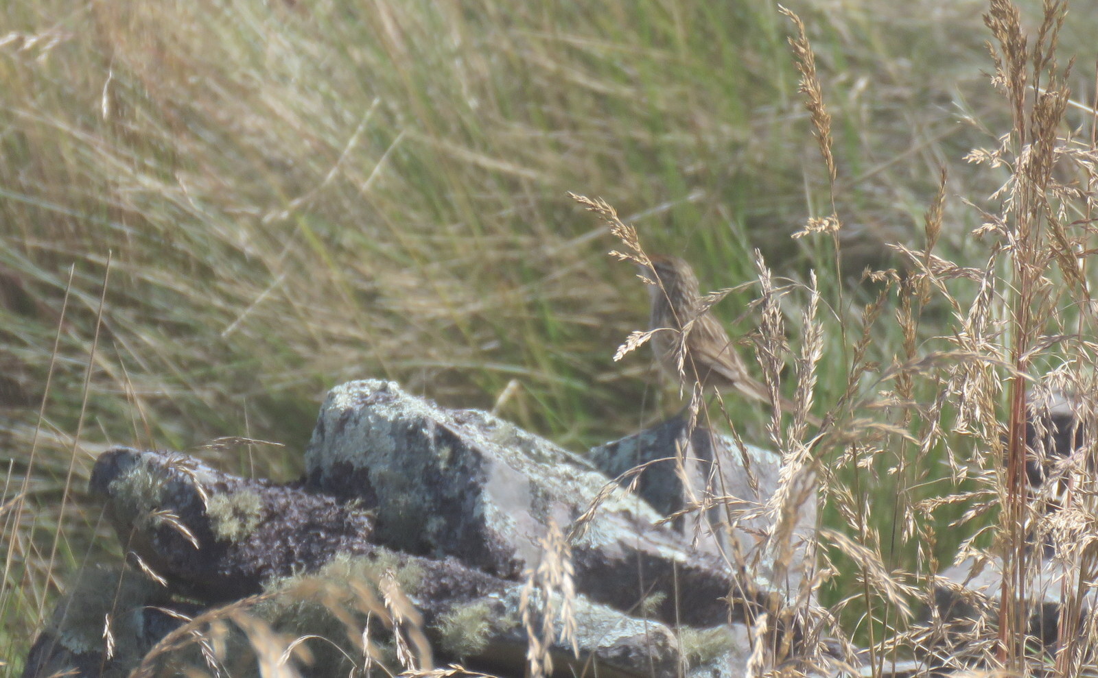Scribble-tailed Canastero (Asthenes maculicauda), photo 4