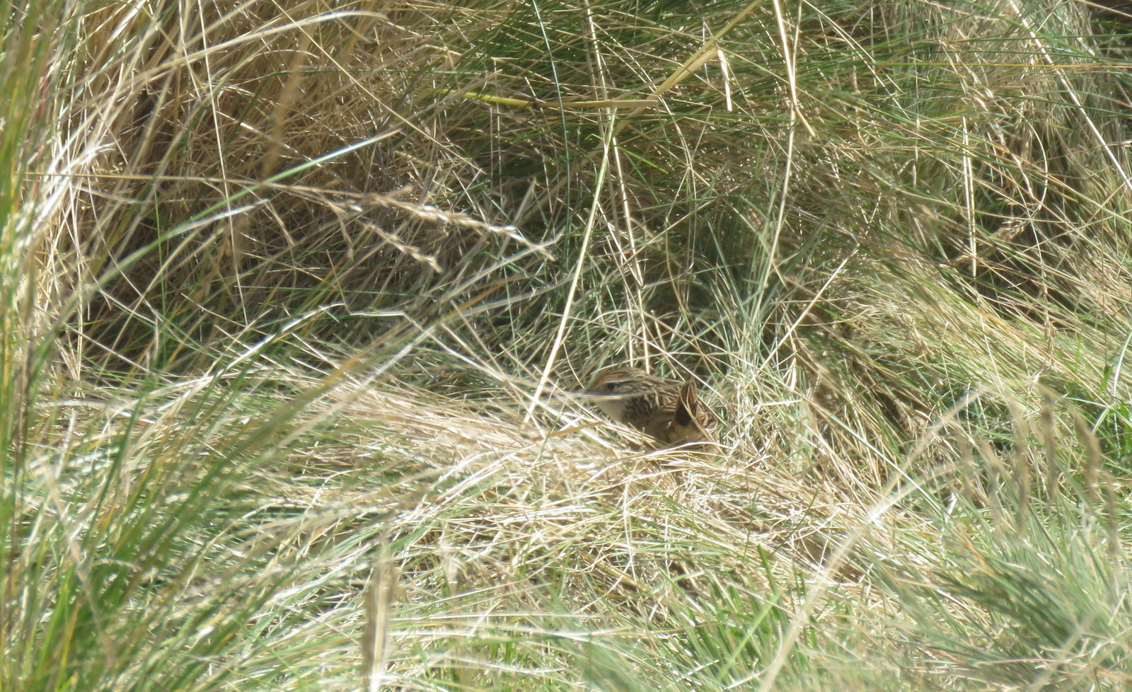 Scribble-tailed Canastero (Asthenes maculicauda), photo 3