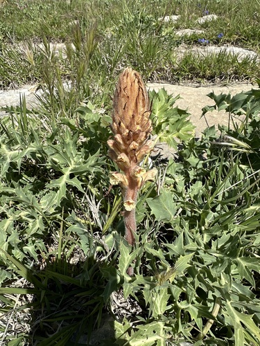 Amethyst Broomrape
