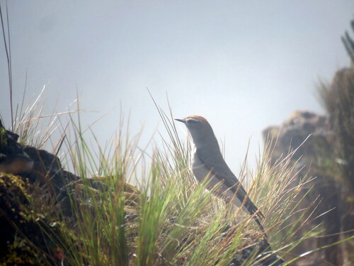 Rufous-naped Ground Tyrant (Muscisaxicola rufivertex), photo 8