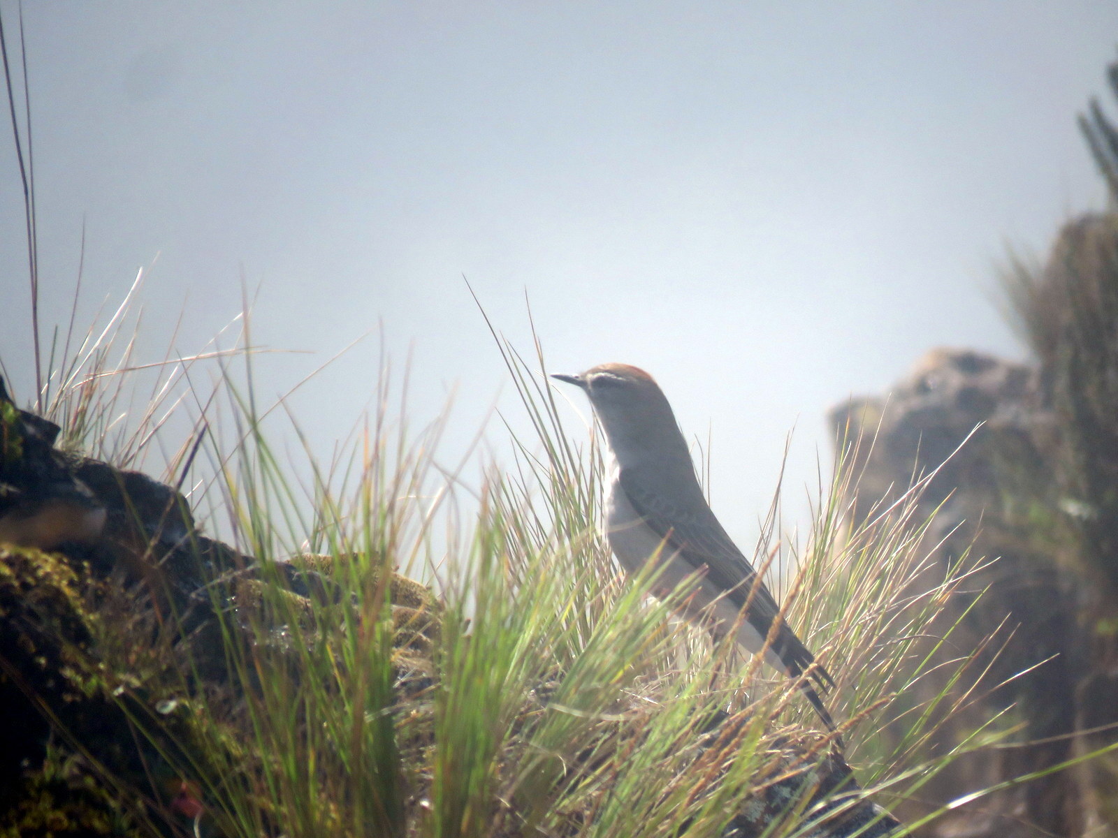 Rufous-naped Ground Tyrant (Muscisaxicola rufivertex), photo 9