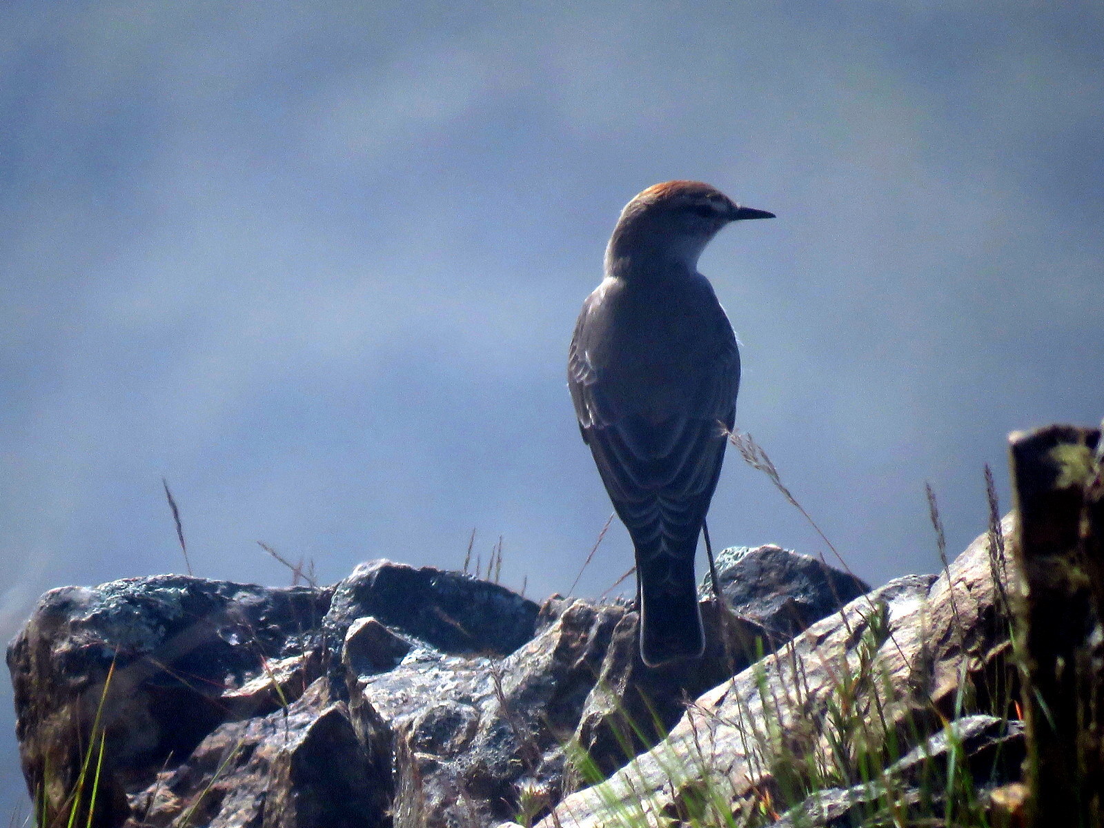 Rufous-naped Ground Tyrant (Muscisaxicola rufivertex), photo 10