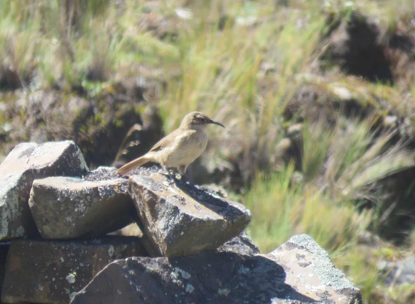 Buff-breasted Earthcreeper (Upucerthia validirostris), photo 7