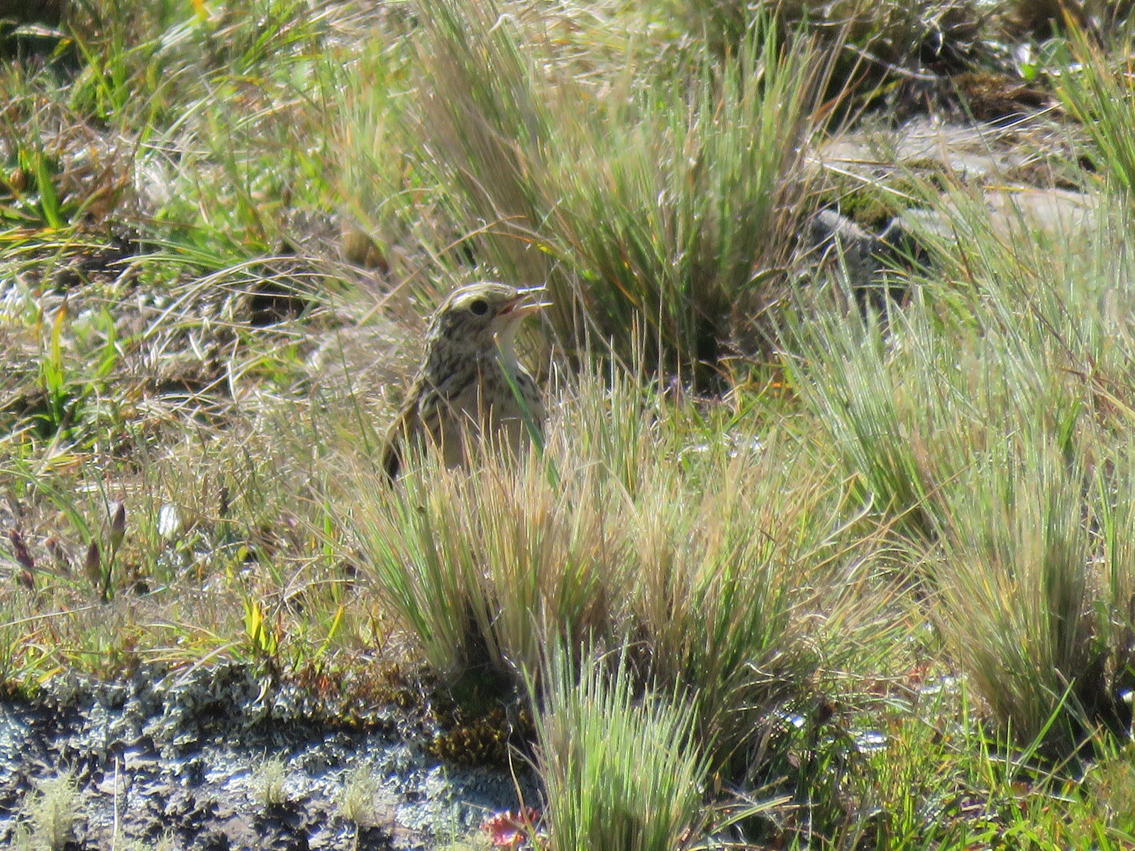 Paramo Pipit (Anthus bogotensis), photo 1