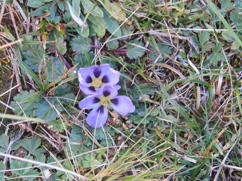 Acaulimalva nubigena (Acaulimalva nubigena)