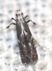 Acrocercopinae