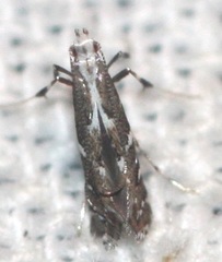 Acrocercopinae