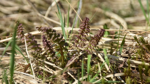 Image of Moor-King Lousewort (Pedicularis sceptrum) by (c) Игорь Васильев, some rights reserved (CC BY)