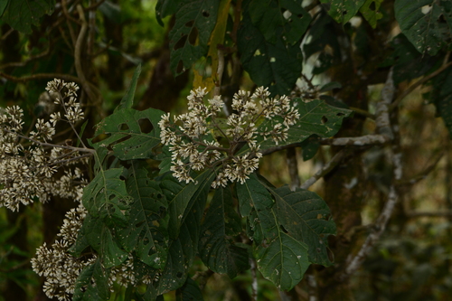 Monosis volkameriifolia, photograph 1