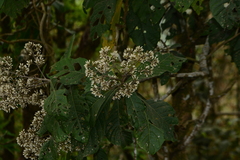 author not stated, no rights reserved Monosis volkameriifolia, photograph author not stated, no rights reserved