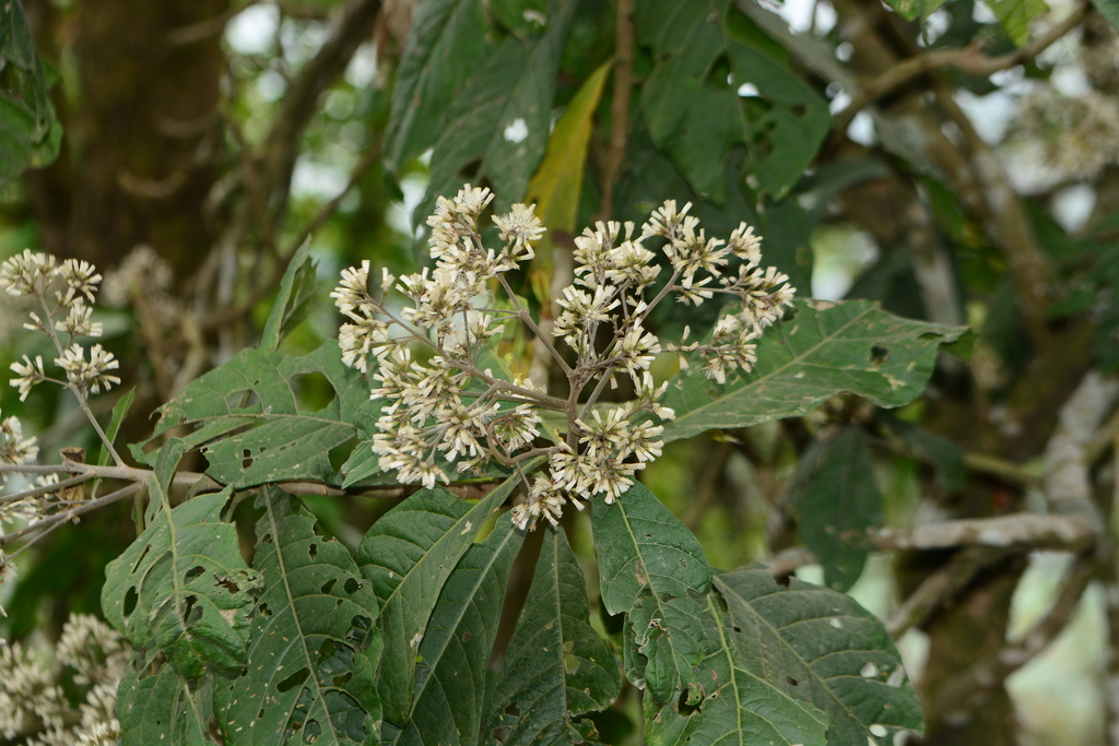 Monosis volkameriifolia; photograph author not stated, no rights reserved