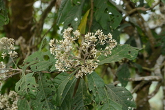 Monosis volkameriifolia