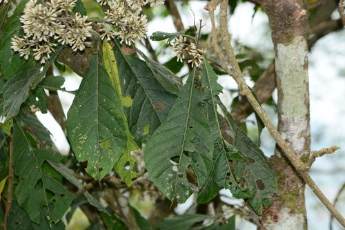 Monosis volkameriifolia, photograph 2