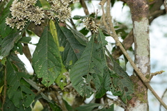 author not stated, no rights reserved Monosis volkameriifolia, photograph author not stated, no rights reserved