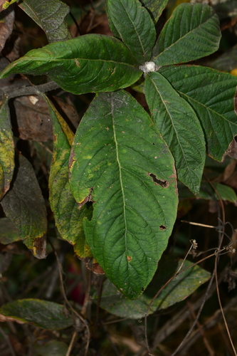 Monosis volkameriifolia, photograph 3