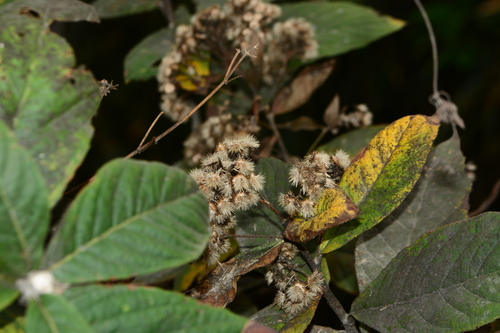 Monosis volkameriifolia, photograph 4