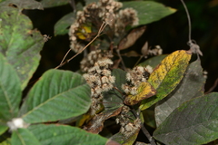 author not stated, no rights reserved Monosis volkameriifolia, photograph author not stated, no rights reserved