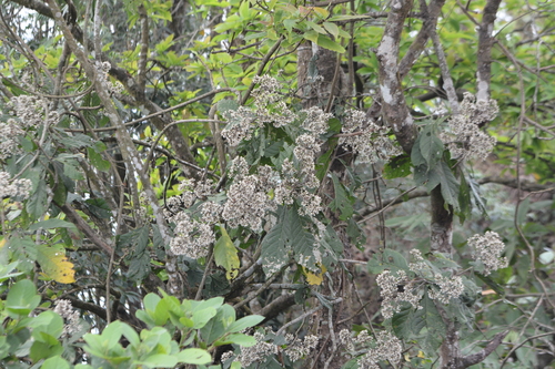 Monosis volkameriifolia, photograph 5